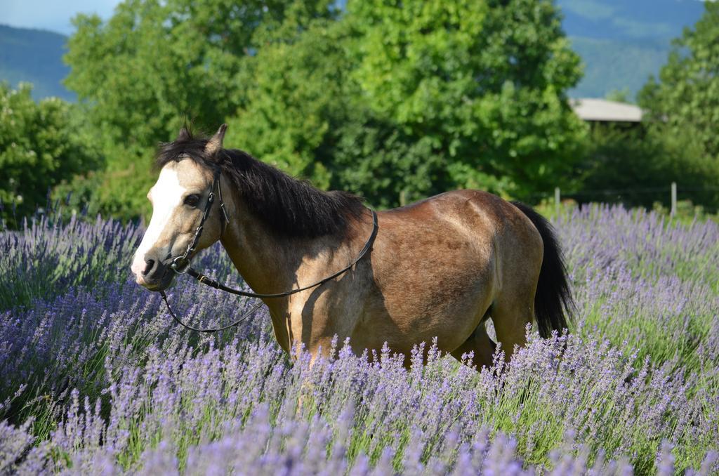 Agriturismo Domus Magna Povoletto Luaran gambar